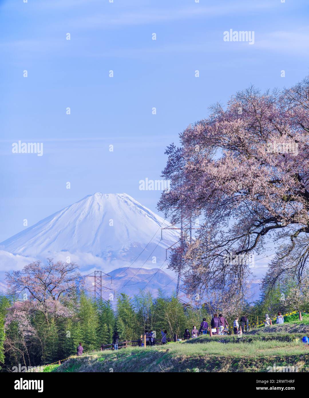 Scenario di Yamanashi: Fiori di ciliegio e il monte Fiori di ciliegio a Wani Mound Foto Stock