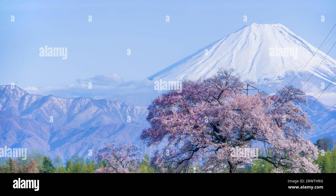 Scenario di Yamanashi: Fiori di ciliegio e il monte Fiori di ciliegio a Wani Mound Foto Stock