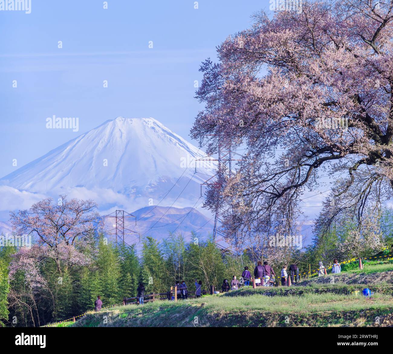 Scenario di Yamanashi: Fiori di ciliegio e il monte Fiori di ciliegio a Wani Mound Foto Stock