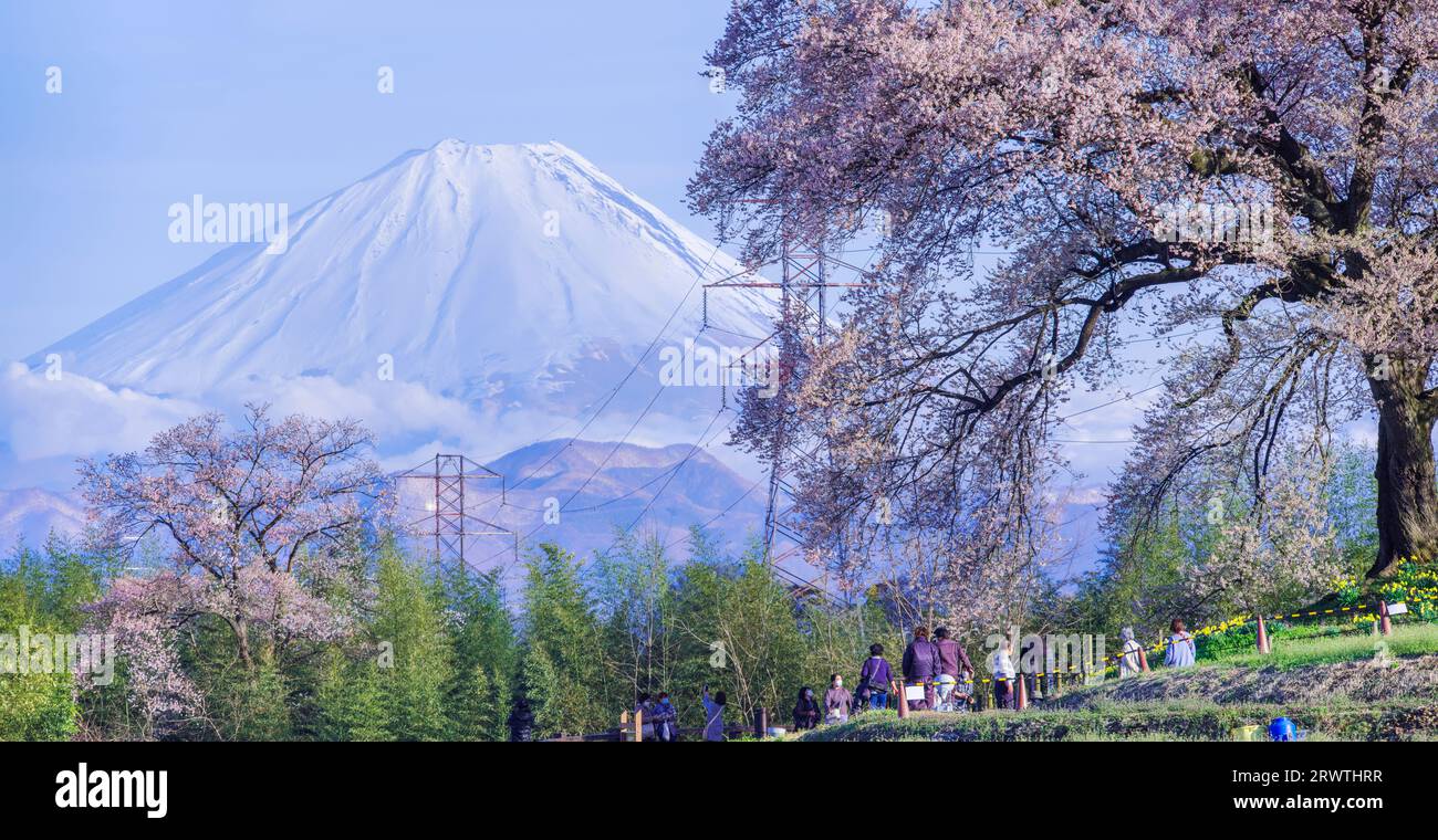 Scenario di Yamanashi: Fiori di ciliegio e il monte Fiori di ciliegio a Wani Mound Foto Stock
