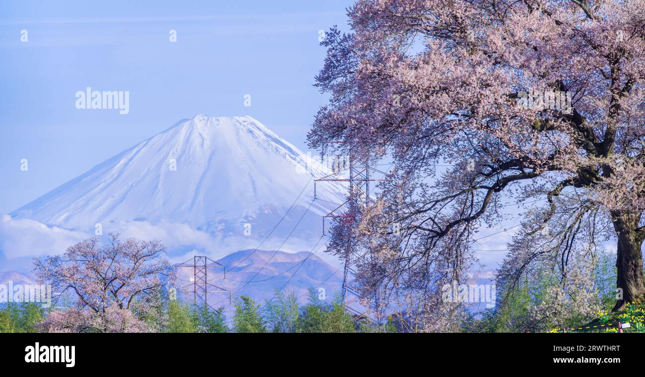 Scenario di Yamanashi: Fiori di ciliegio e il monte Fiori di ciliegio a Wani Mound Foto Stock
