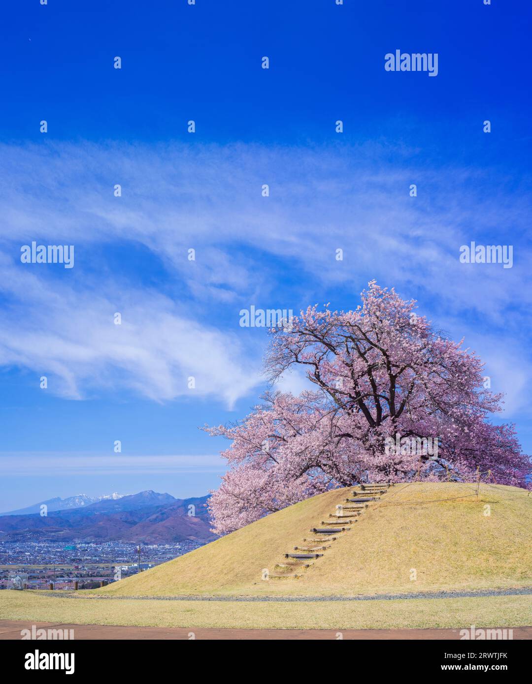 Yamanashi paesaggi fiori di ciliegio al Koshu Kogage Yatsushiro Furusato Park Foto Stock