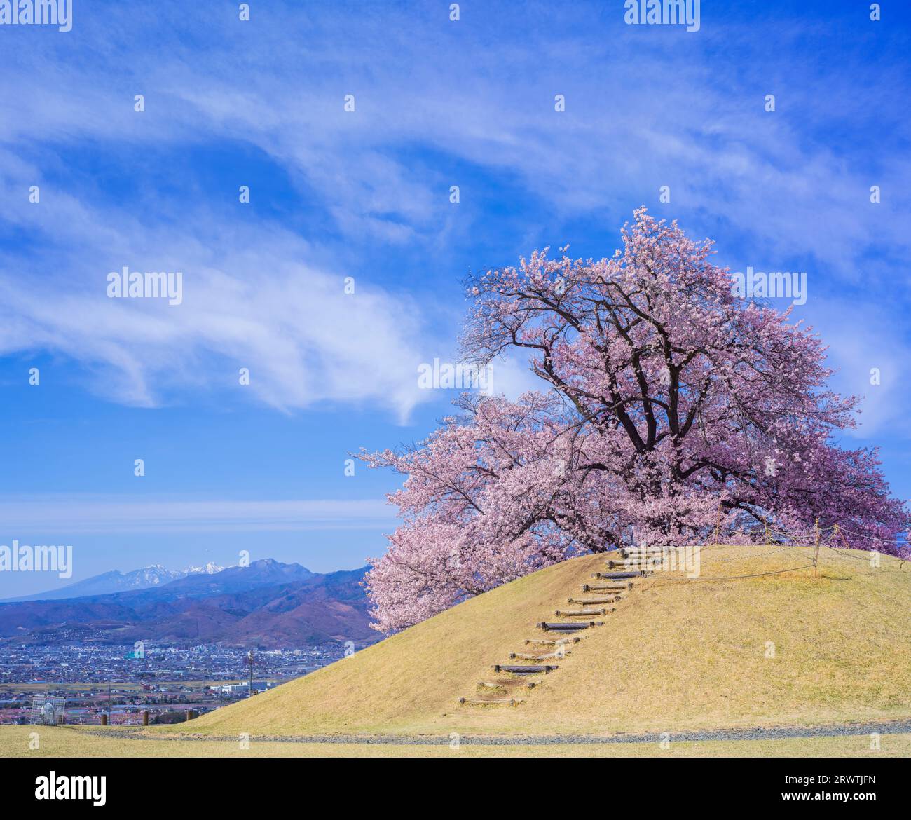 Yamanashi paesaggi fiori di ciliegio al Koshu Kogage Yatsushiro Furusato Park Foto Stock