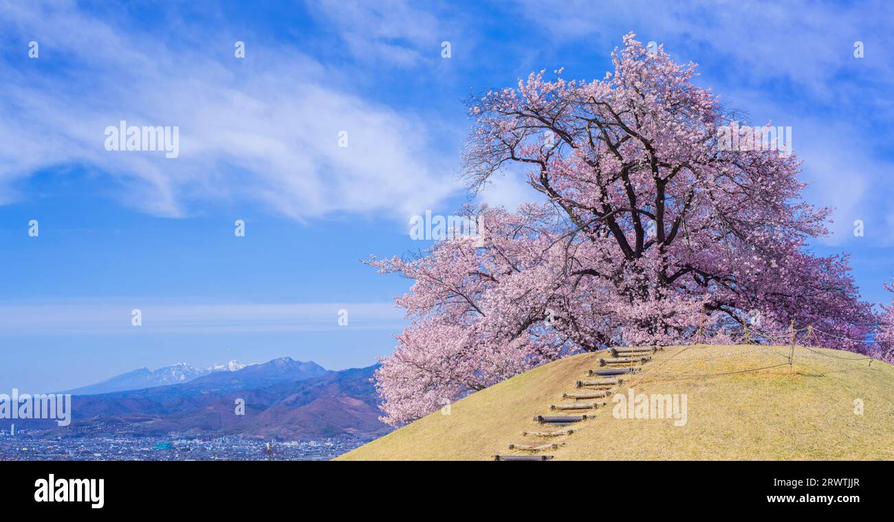 Yamanashi paesaggi fiori di ciliegio al Koshu Kogage Yatsushiro Furusato Park Foto Stock