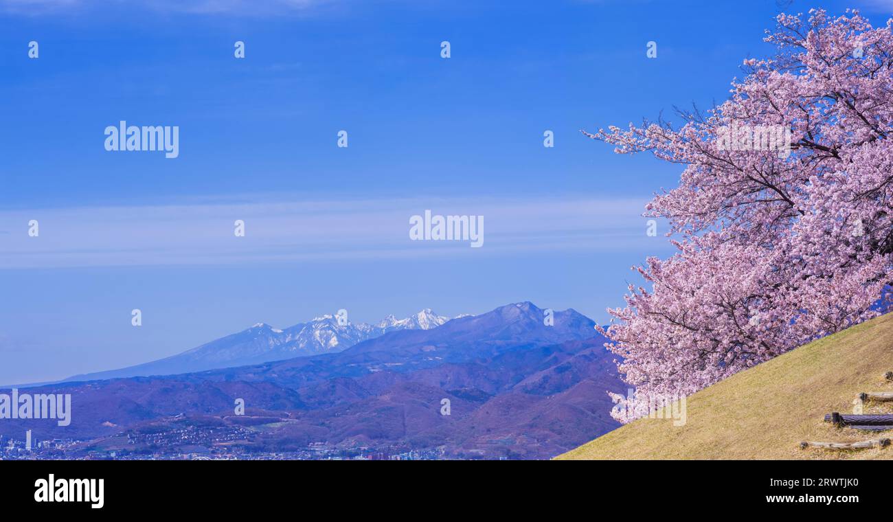 Yamanashi paesaggi fiori di ciliegio al Koshu Kogage Yatsushiro Furusato Park Foto Stock