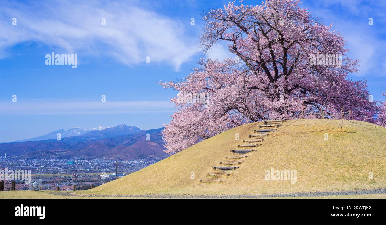 Yamanashi paesaggi fiori di ciliegio al Koshu Kogage Yatsushiro Furusato Park Foto Stock