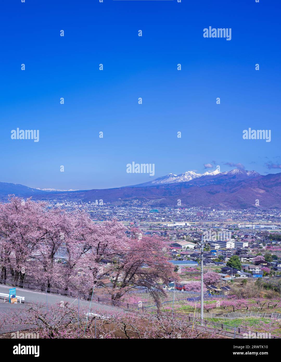 Yamanashi paesaggi fiori di ciliegio nel bacino di Kofu, Fuefuki-Kofu City, Yatsushiro Furusato Park Foto Stock