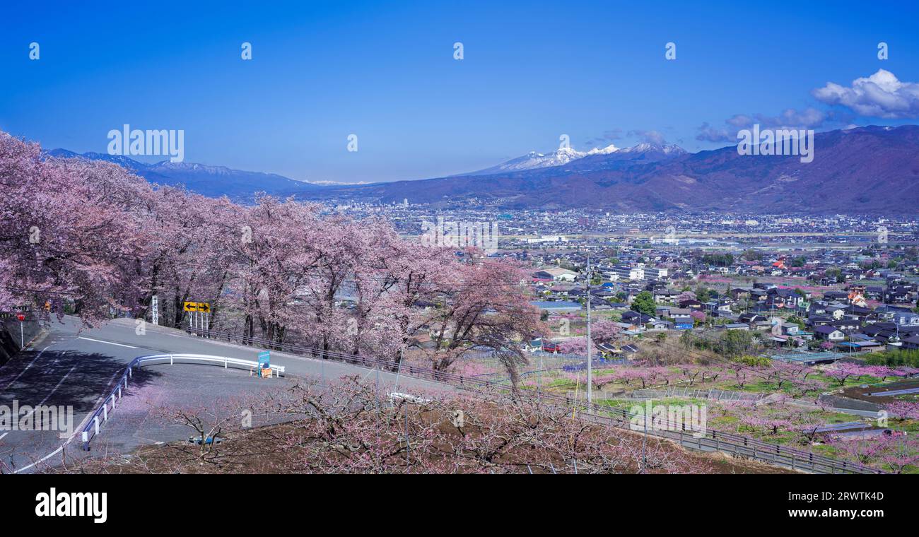 Yamanashi paesaggi fiori di ciliegio nel bacino di Kofu, Fuefuki-Kofu City, Yatsushiro Furusato Park Foto Stock