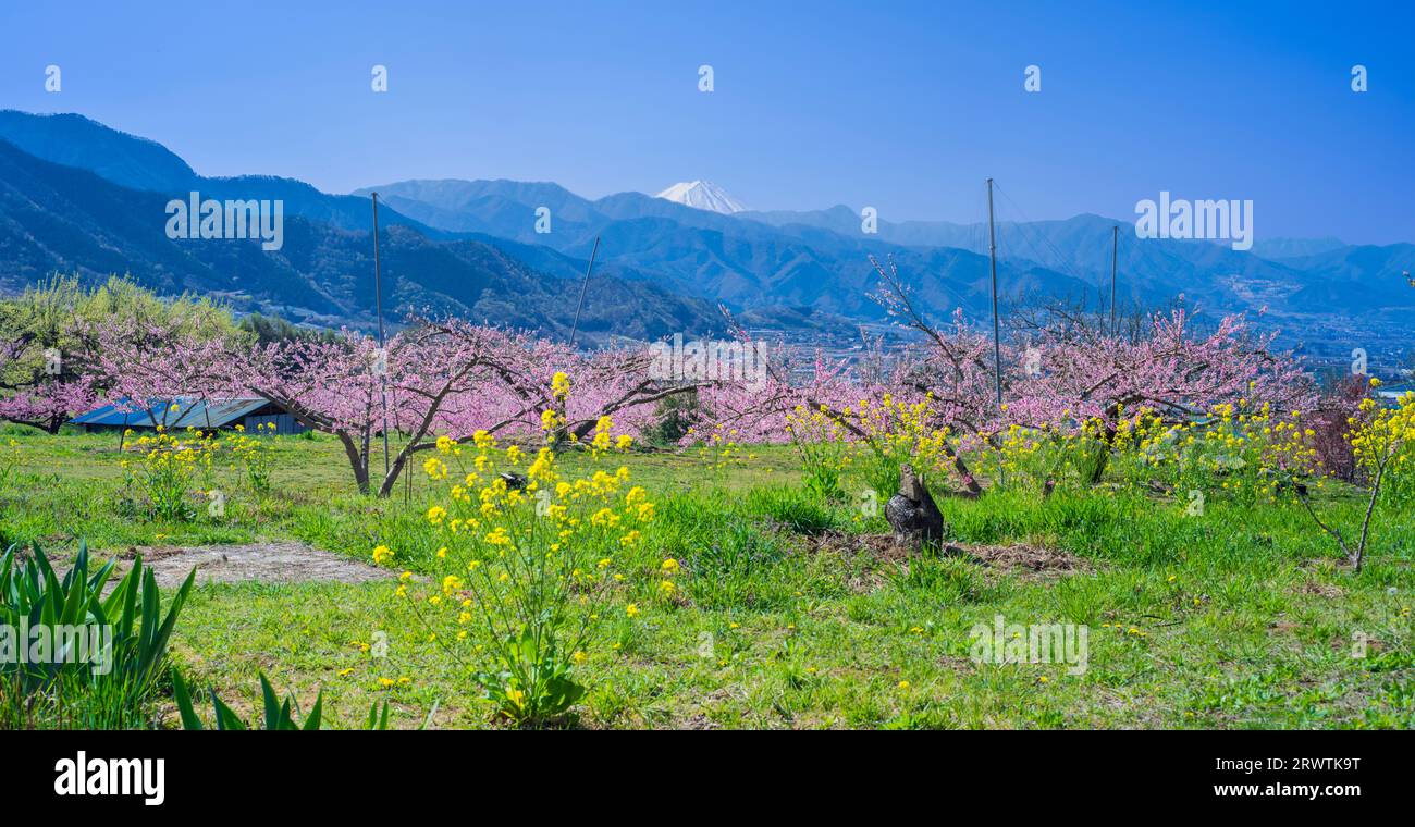 Paesaggi di Yamanashi Fiori di pesca e Mt. Fuji vista distante Higashiyama East ampia strada agricola linea della frutta Foto Stock