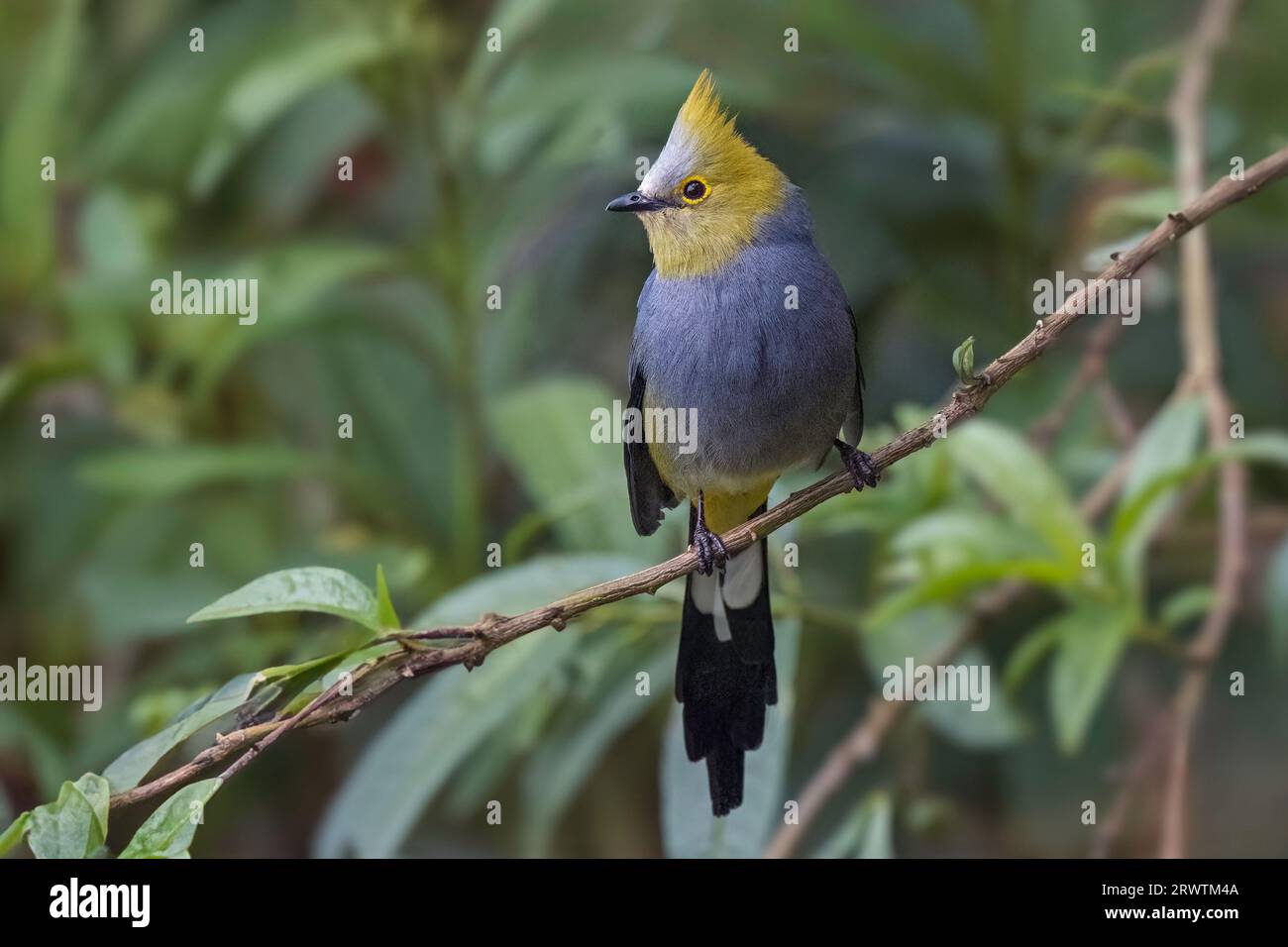 Bell'uccello seduto sul ramo Foto Stock