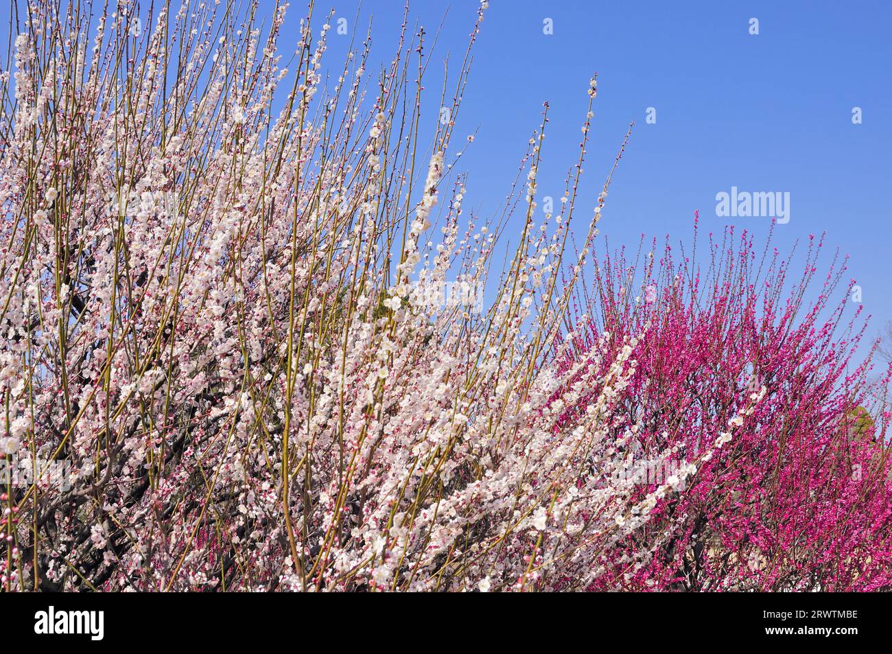 Prugne in fiore al Parco dei Fiori di Hamamatsu Foto Stock