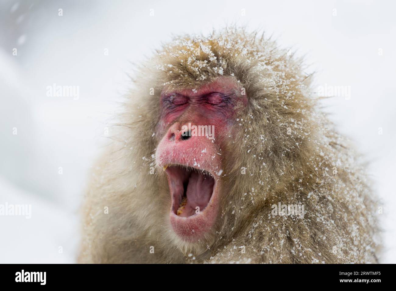 Scimmia maschile che sbadiglia Foto Stock
