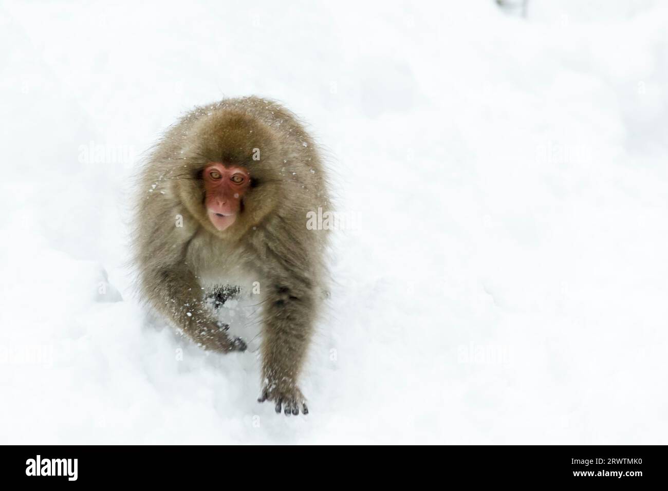 Una piccola scimmia sulla neve Foto Stock