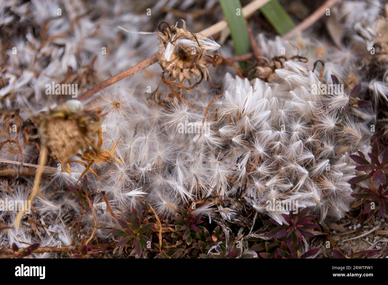 Massa di semi piuma di Gazania asteraceae dispersa dalla testa di semi di scoppio in giardino nel Queensland, Australia. Nativo del Sudafrica. Foto Stock