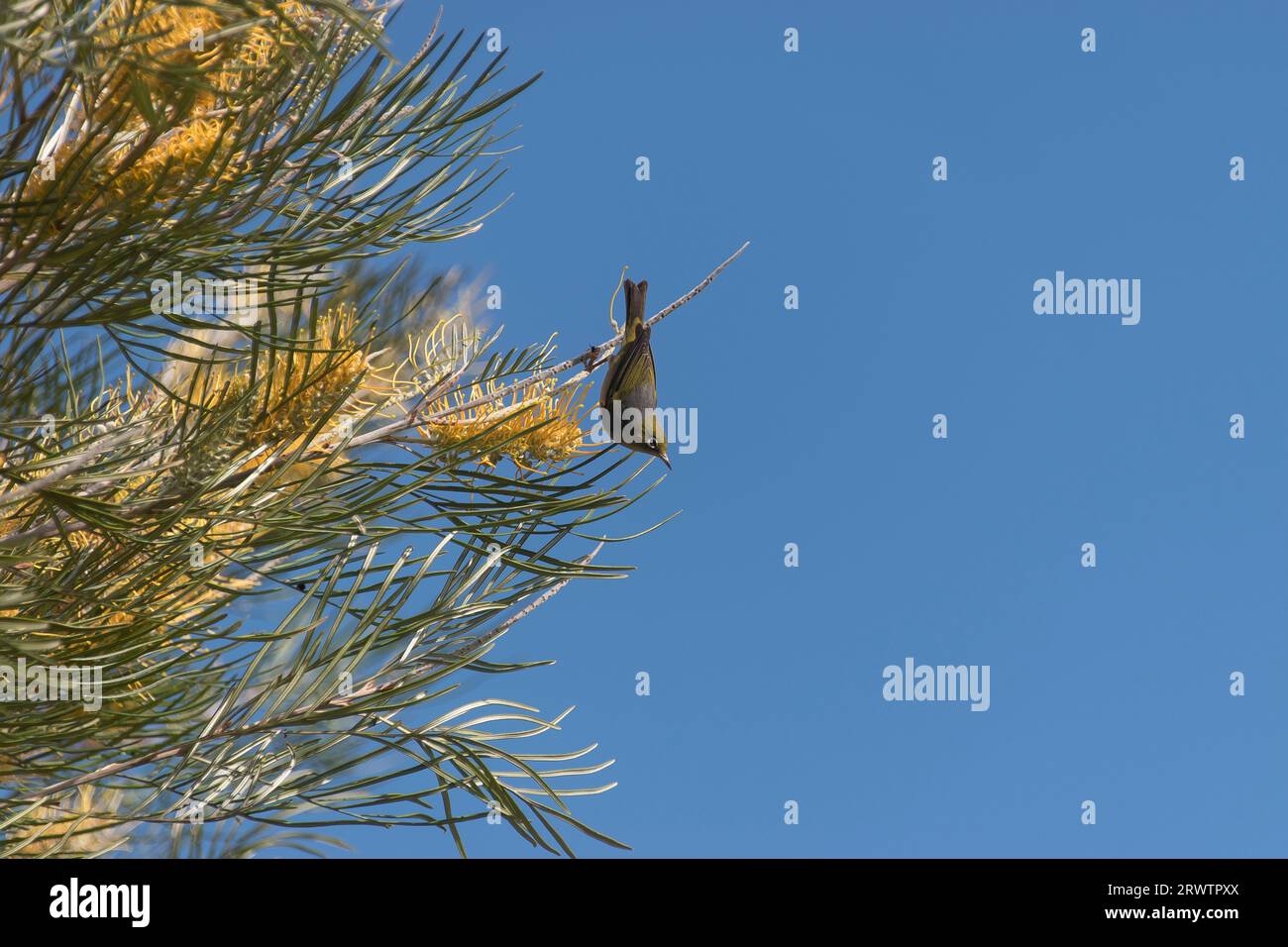 Piccolo Silvereye australiano (Zosterops lateralis) appeso a testa in giù in un alto cespuglio di grevillea per mangiare nettare di fiori gialli nel giardino del Queensland. Foto Stock