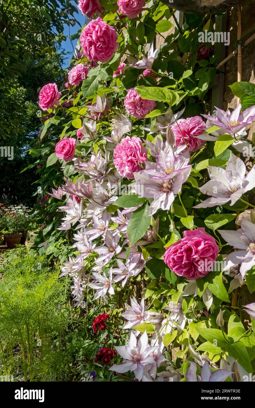 Rosa rosa ‘Gertrude Jekyll’ e clematis ‘Samaritan Jo’ che crescono su traliccio su una parete fiori fiore fioritura nel giardino in estate Inghilterra UK Foto Stock