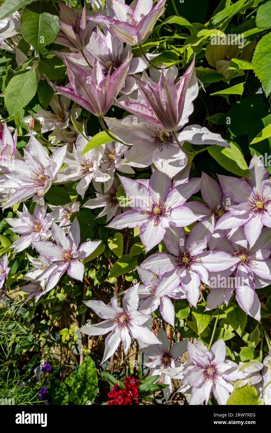 Primo piano di clematis ‘Samaritan Jo’ che cresce su traliccio su un muro fiori fiore che fiorisce nel giardino in estate Inghilterra Regno Unito Gran Bretagna Foto Stock