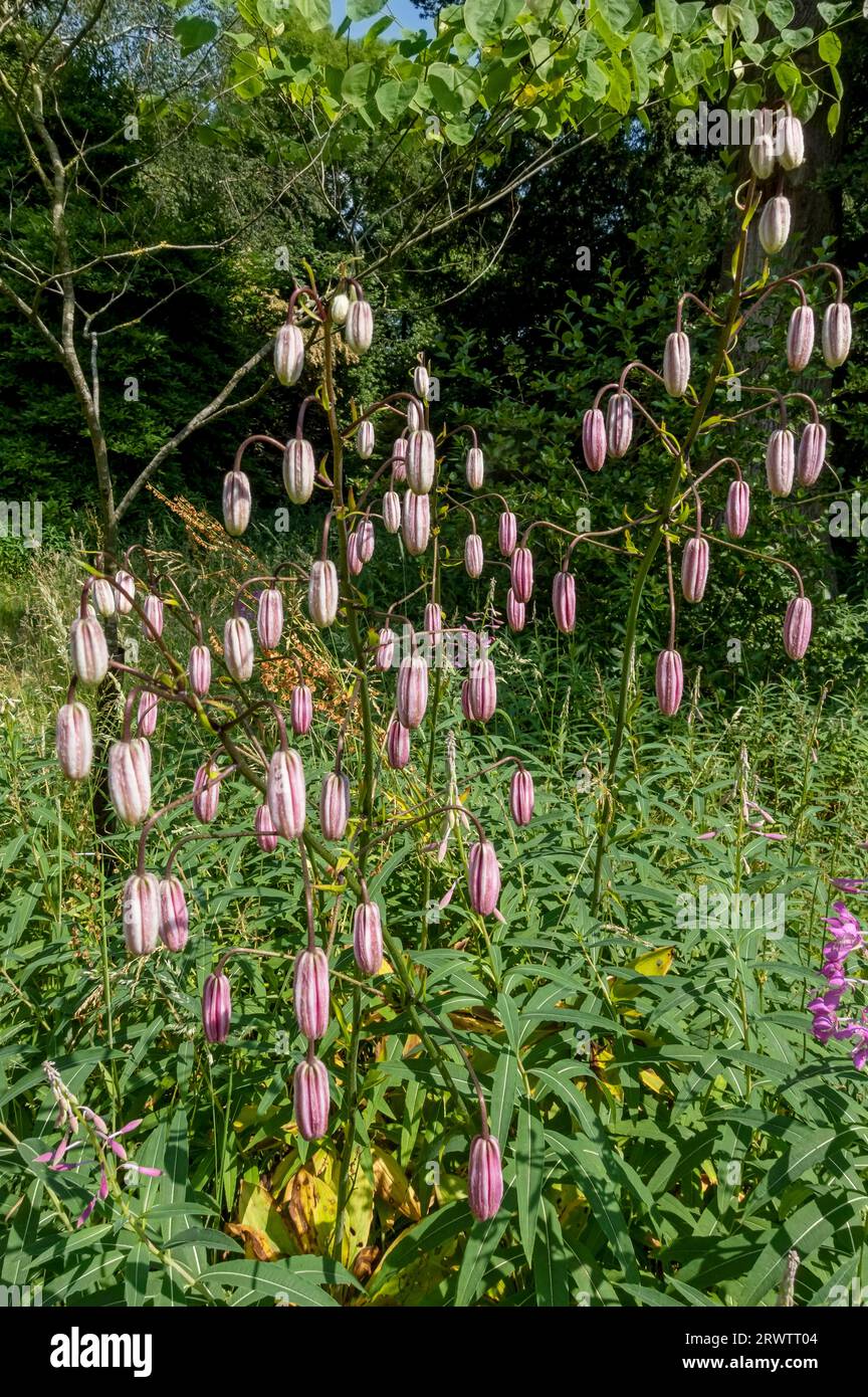 Buds of Martagon Lily (Lilium martagon) cresce in un giardino in estate Inghilterra Regno Unito Regno Unito Gran Bretagna Foto Stock