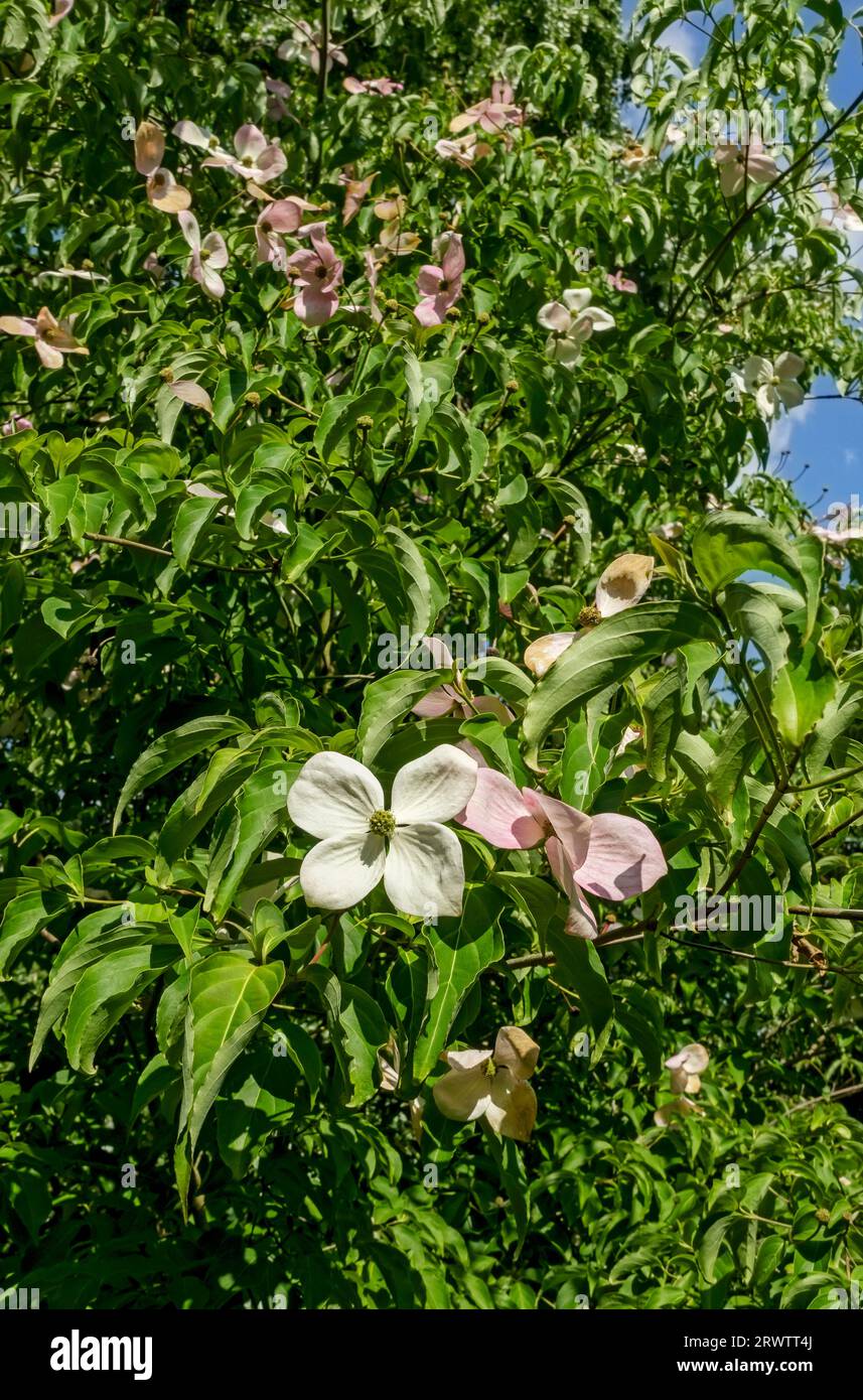 Primo piano del legno di cane cinese (Cornus Kousa) fiori fiori albero fiorito che cresce in un giardino in estate Inghilterra Regno Unito Gran Bretagna Foto Stock