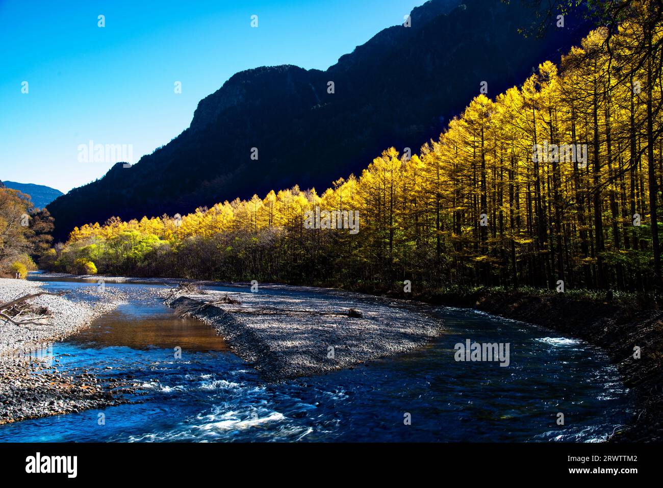 Fiume Azusa e foglie gialle dorate di larice giapponese a Kamikochi Foto Stock