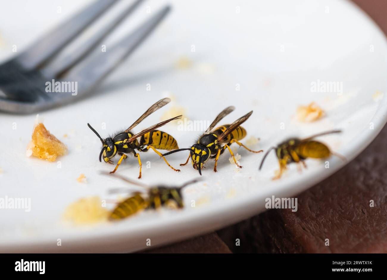 Vespe comuni (Vespula vulgaris) in estate, nel sud del Regno Unito. Comune Wasp all'esterno su un piatto di cibo residuo. Foto Stock