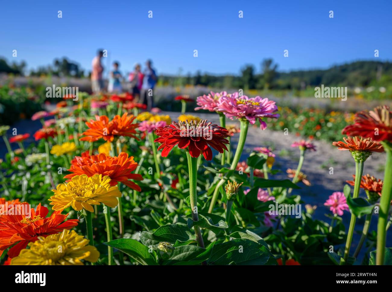 Persone irriconoscibili che visitano il giardino dei fiori. Attenzione selettiva ai bellissimi fiori in primo piano. Foto Stock