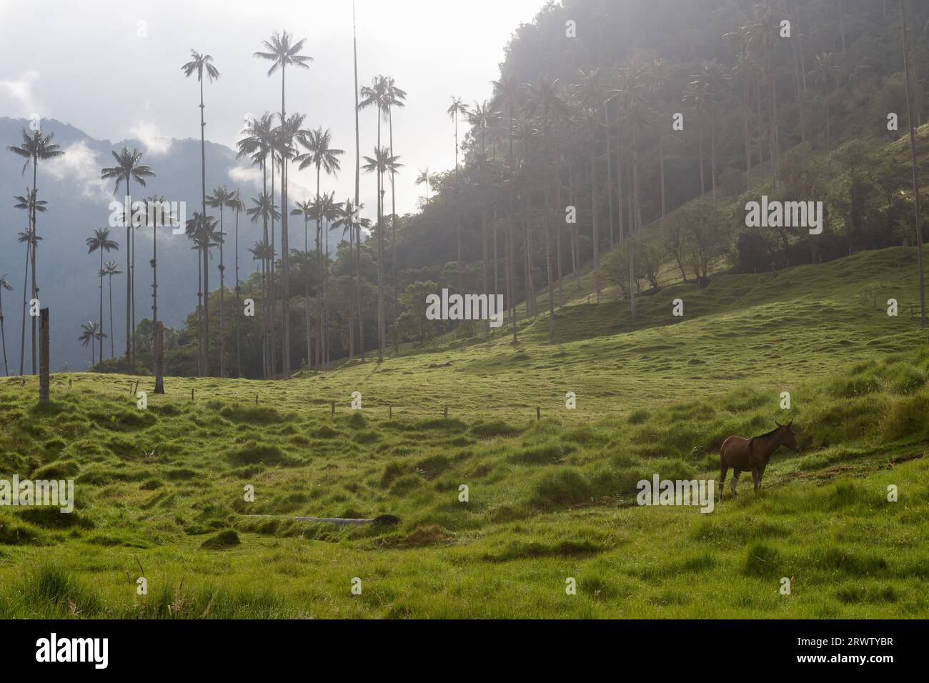 Cocora Valley nel Parco Nazionale di Los Nevados, Colombia - la palma di cera è l'albero nazionale colombiano e la specie a rischio di estinzione. Foto Stock