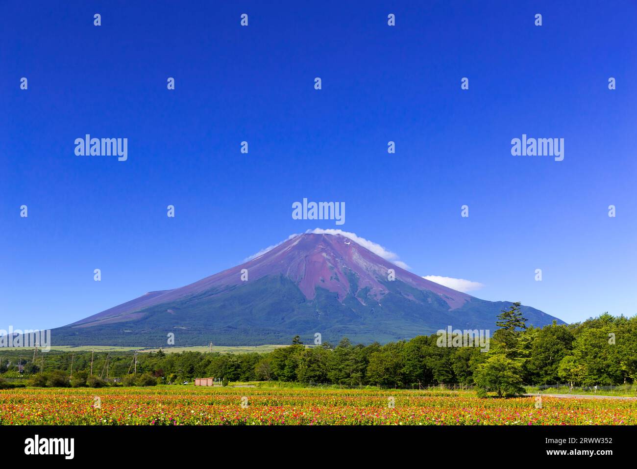 MT. Fuji e Giardino dei Fiori Foto Stock