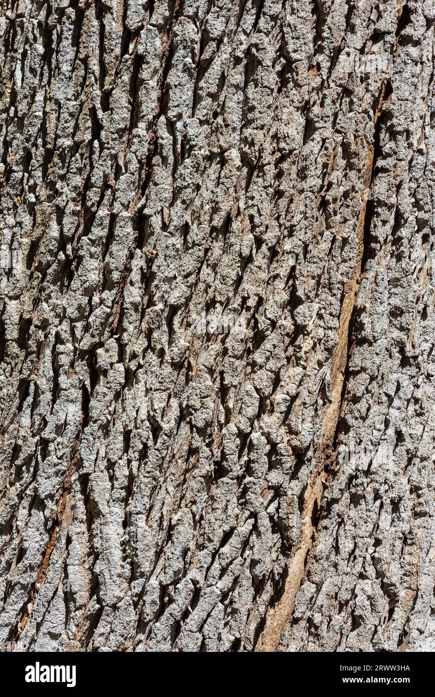Primo piano estremo di un tronco di quercia. Texture in legno, motivo o sfondo, fotografia, full frame. Foto Stock