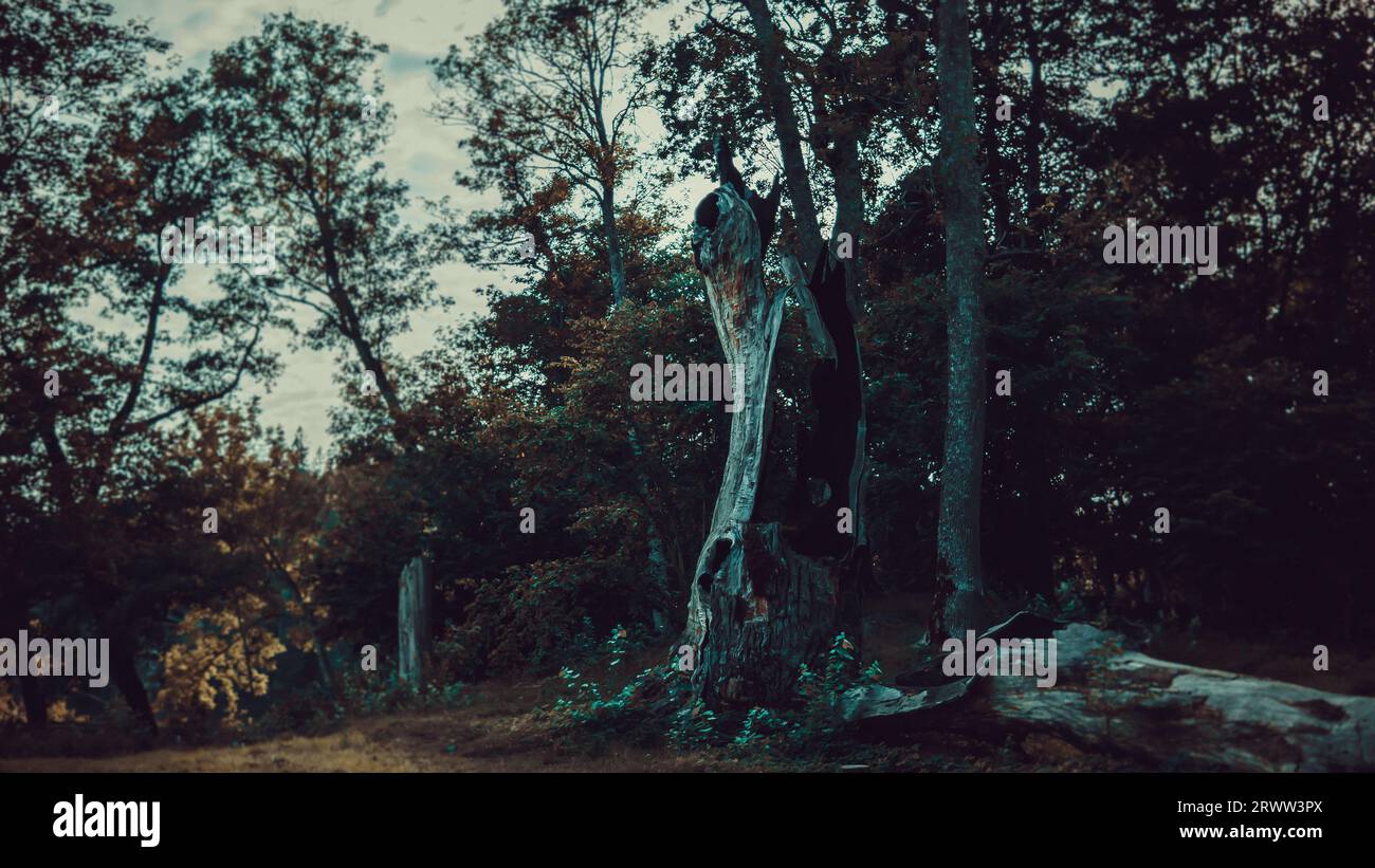 Natura svedese Foto Stock