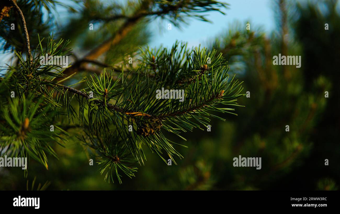 Natura svedese Foto Stock
