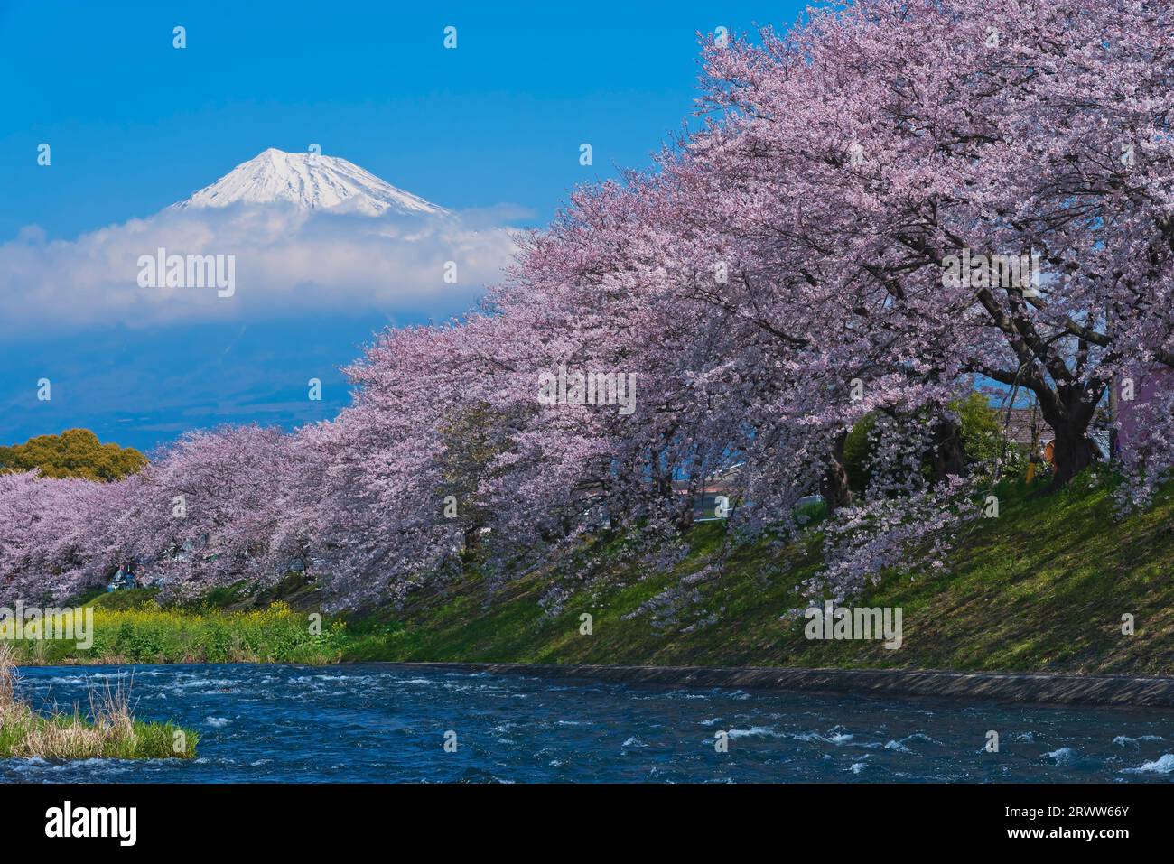 Fuji nel cielo blu e fiori di ciliegio a Ryuganbuchi sul fiume Juni Foto Stock