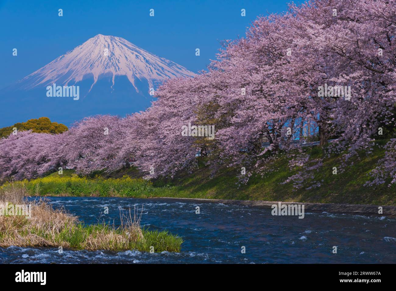 Fuji nel cielo blu e fiori di ciliegio a Ryuganbuchi sul fiume Juni Foto Stock