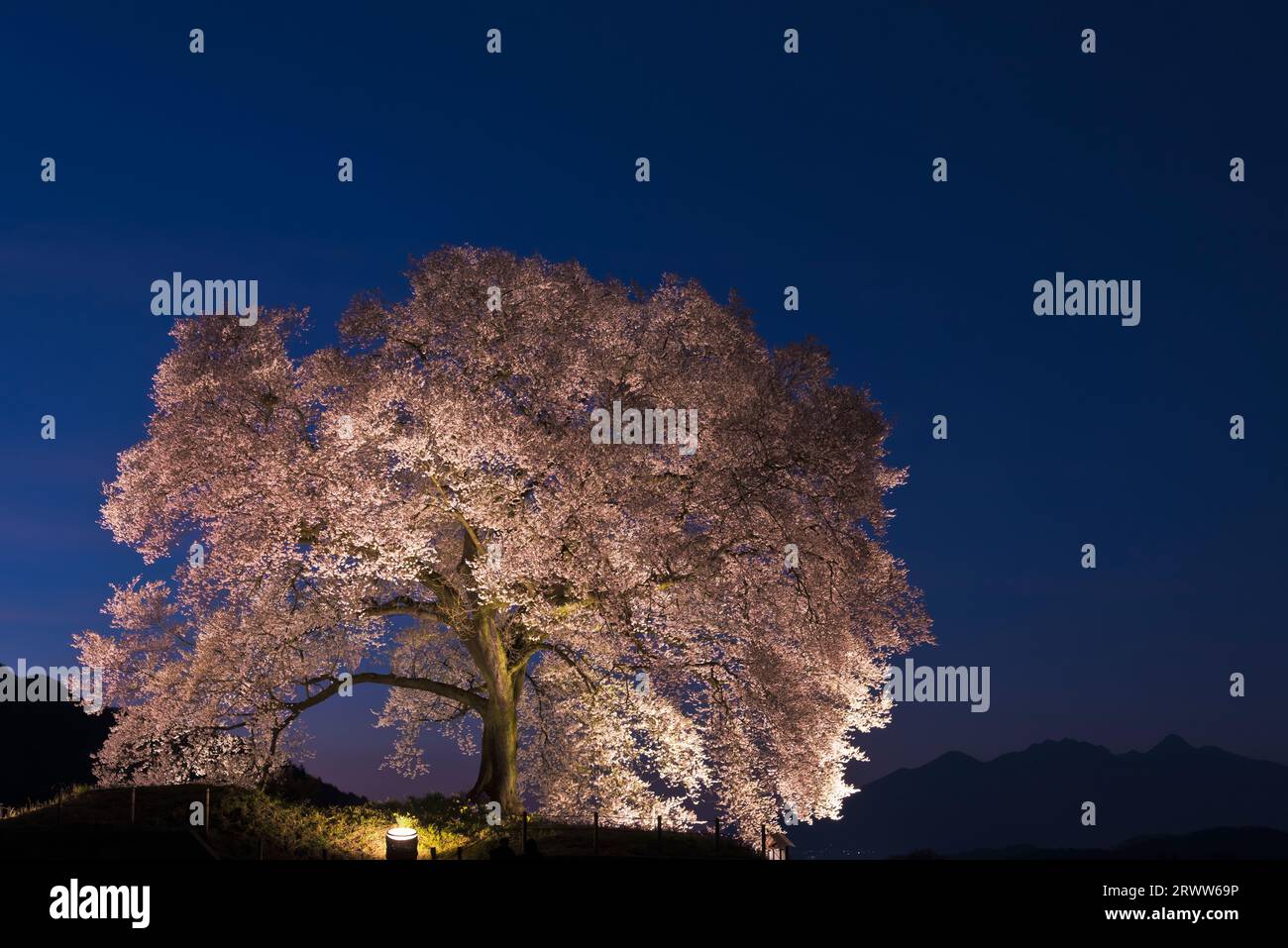 Fiori di ciliegio a Wawanizuka e Yatsugatake Foto Stock