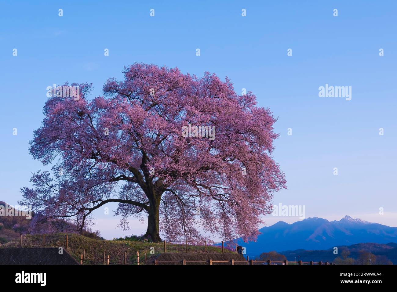 Fiori di ciliegio a Wanizuka e alla catena montuosa di Yatsugatake Foto Stock