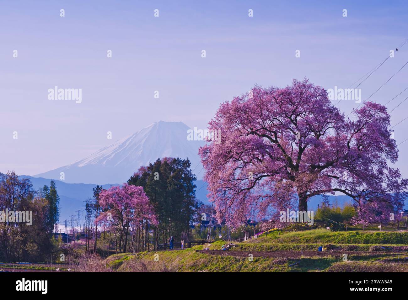 Fiori di ciliegio a Wani Mound e Mt. Fuji Foto Stock