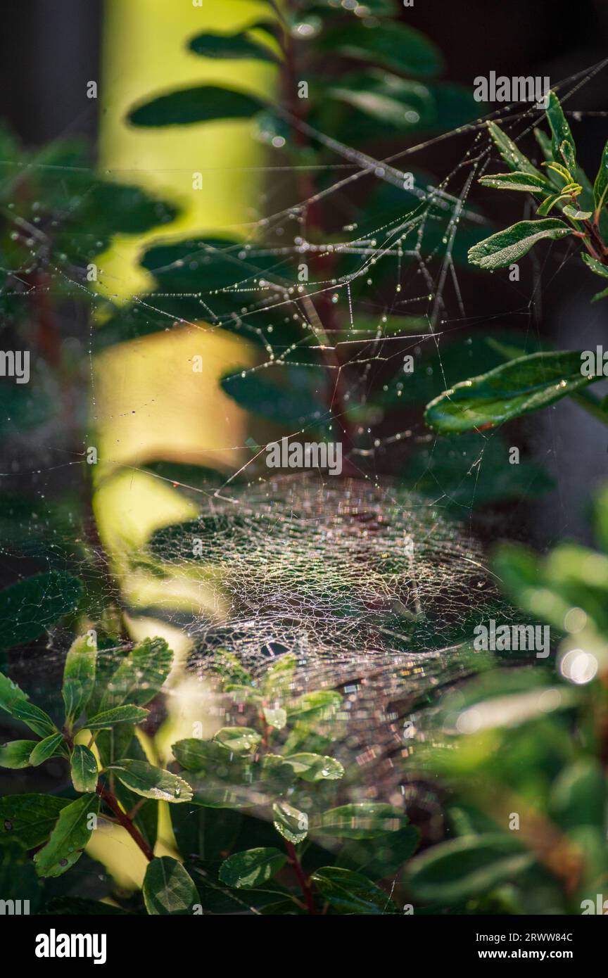 fitta rete di cobweb tra i rami Foto Stock