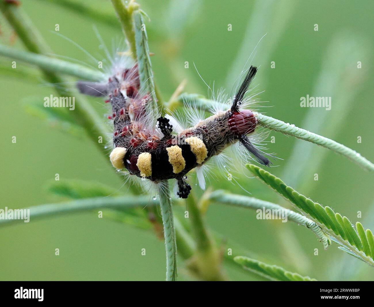 Un bruco giallo strisciava sulle foglie di una pianta infestata da piccoli insetti neri e marroni Foto Stock