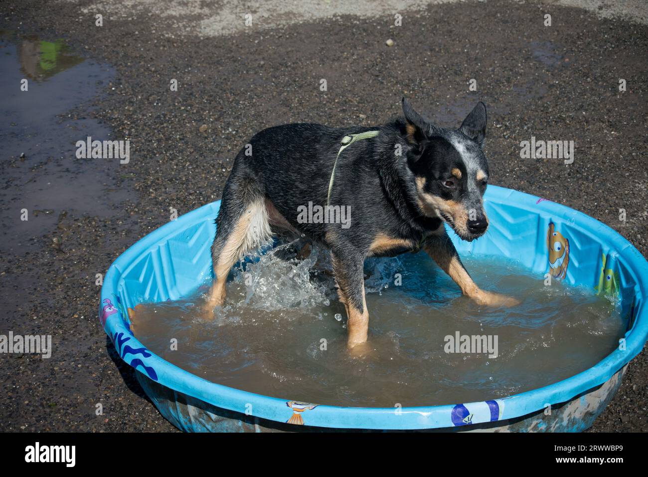 Cane australiano che gioca in una piscina nel parco per cani Foto Stock