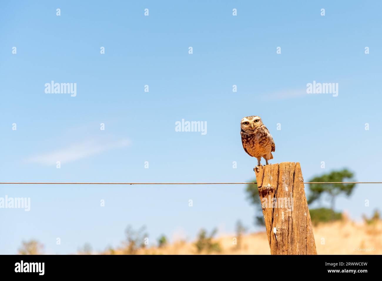 Civetta scavatrice in piedi su una recinzione Foto Stock