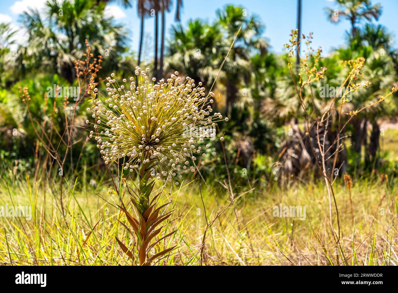 Fiore brasiliano esotico chiamato Evergreen Foto Stock