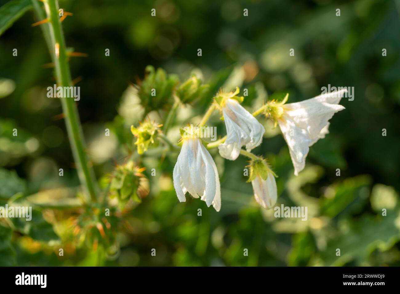 Bellissimo ritratto naturale ravvicinato di piante alimentari fiorite di Solanum Sisymbriifolium al sole d'estate Foto Stock