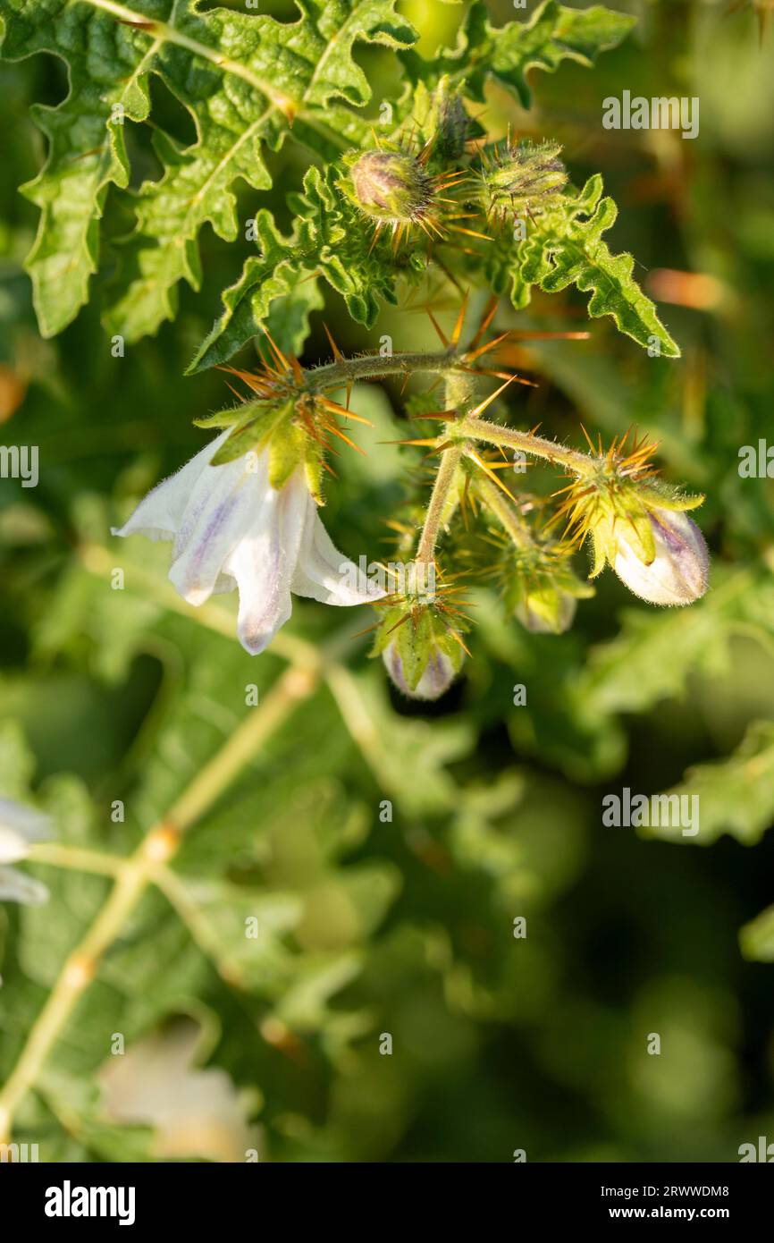 Bellissimo ritratto naturale ravvicinato di piante alimentari fiorite di Solanum Sisymbriifolium al sole d'estate Foto Stock