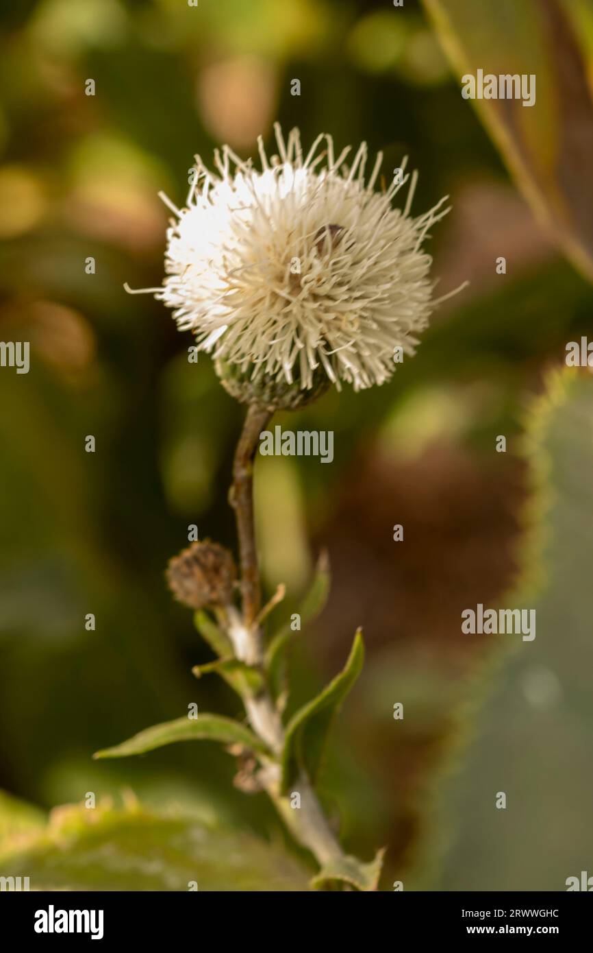 Ritratto naturale ravvicinato di piante fiorite di Klasea Bulgarica, luce solare soffusa di mezza estate Foto Stock