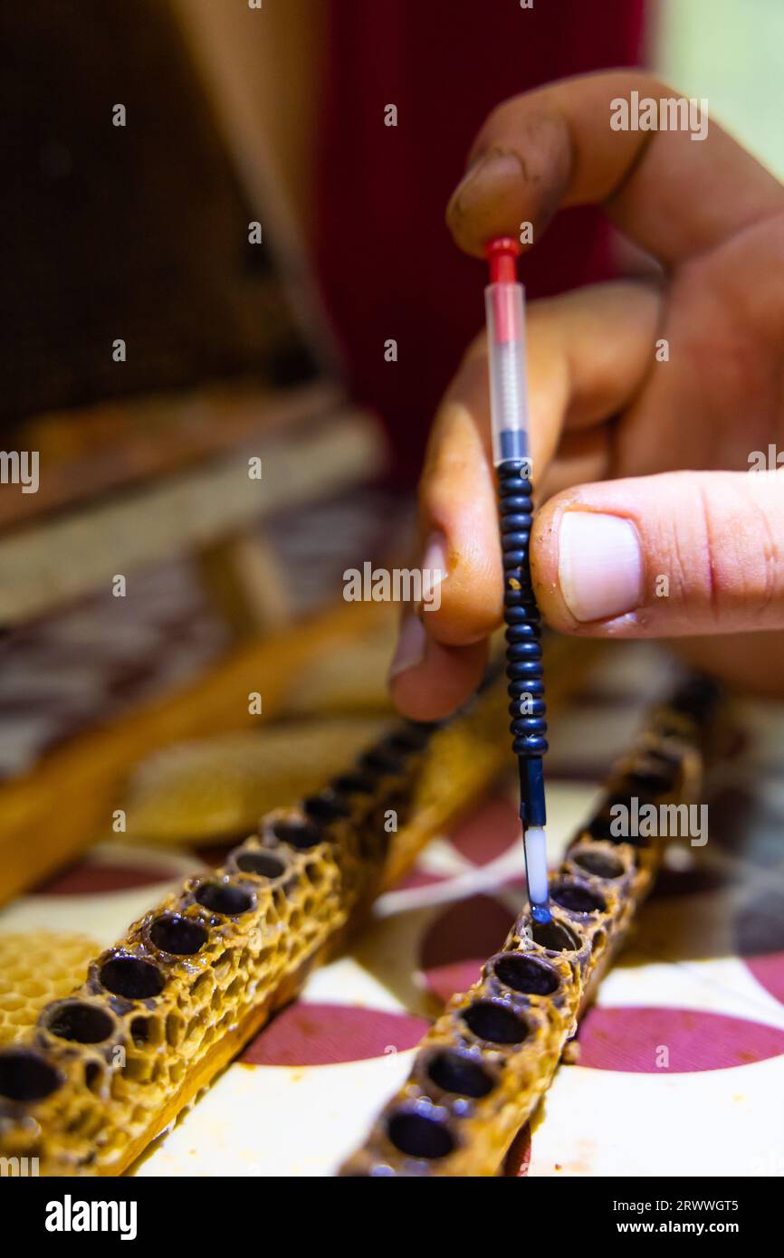 Innesto o allevamento di api regina o produzione di una foto di sfondo di gelatina reale. l'apicoltore trasferisce un uovo di ape nella cella dell'ape regina con uno strumento. Foto Stock
