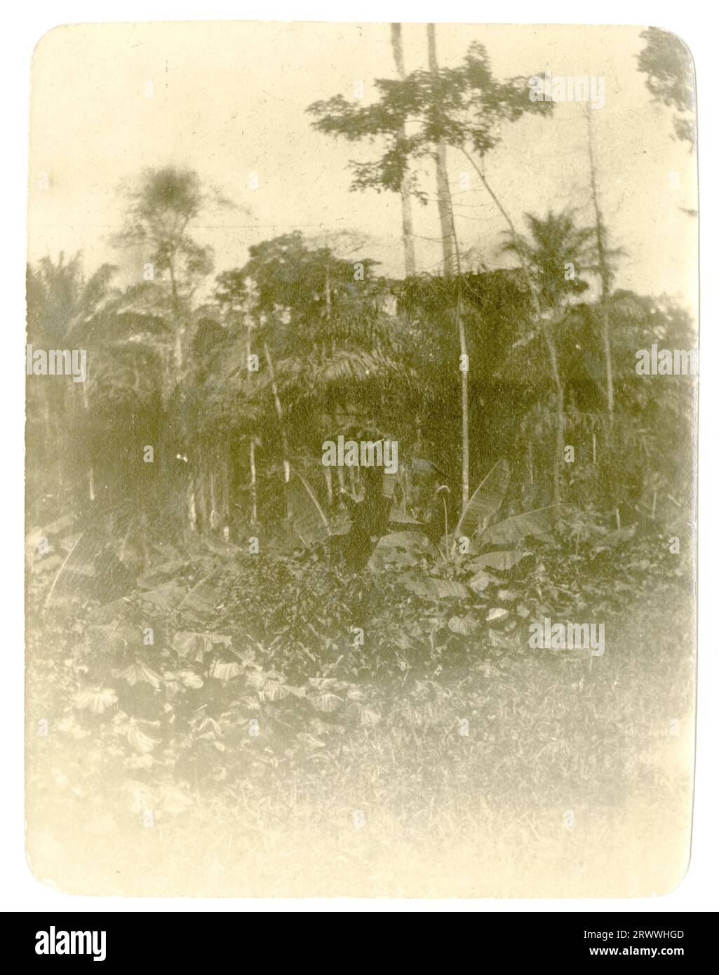 Vista di una radura nella foresta con alti alberi che si innalzano dietro e denso sottobosco. Foto Stock