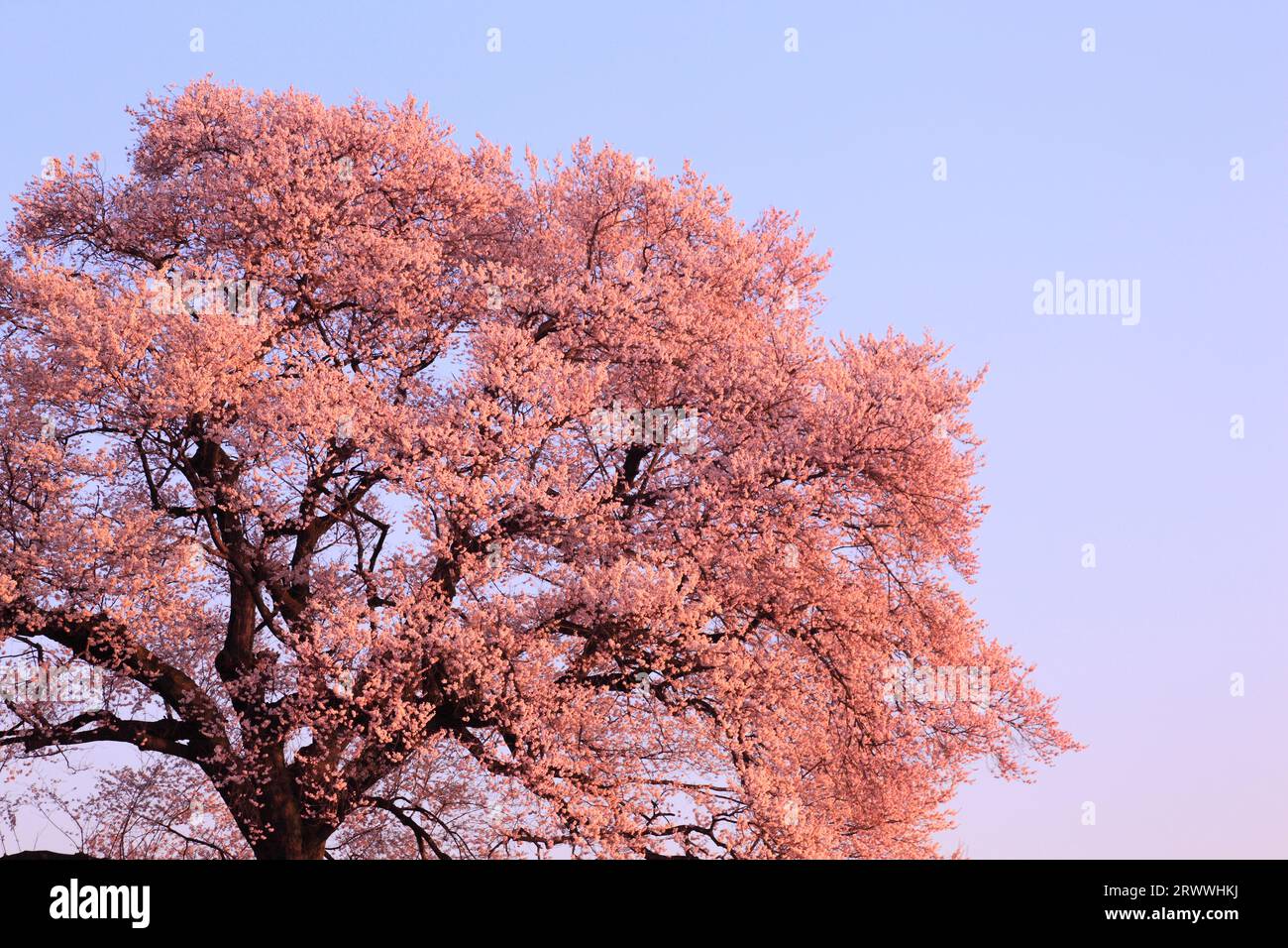 Fiori di ciliegio a Wanizuka Foto Stock