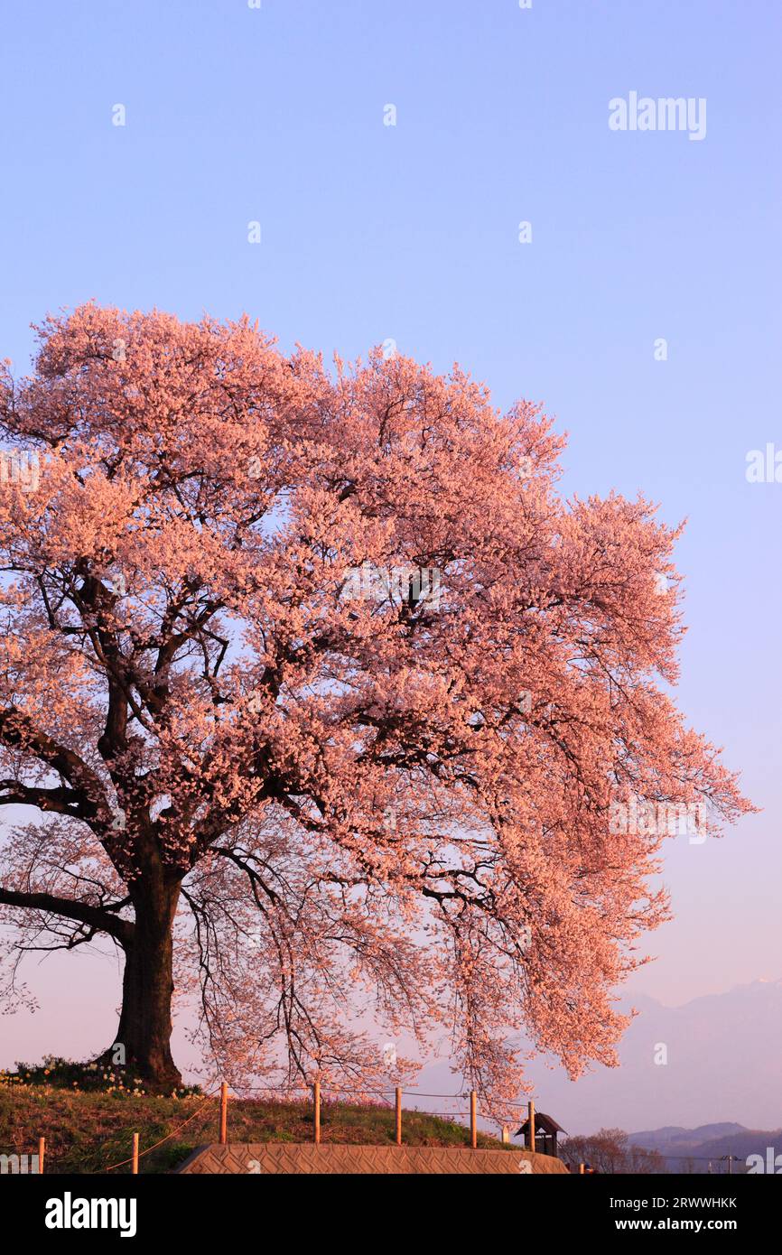 Yatsugatake all'alba, ciliegi in fiore a Wanizuka Foto Stock