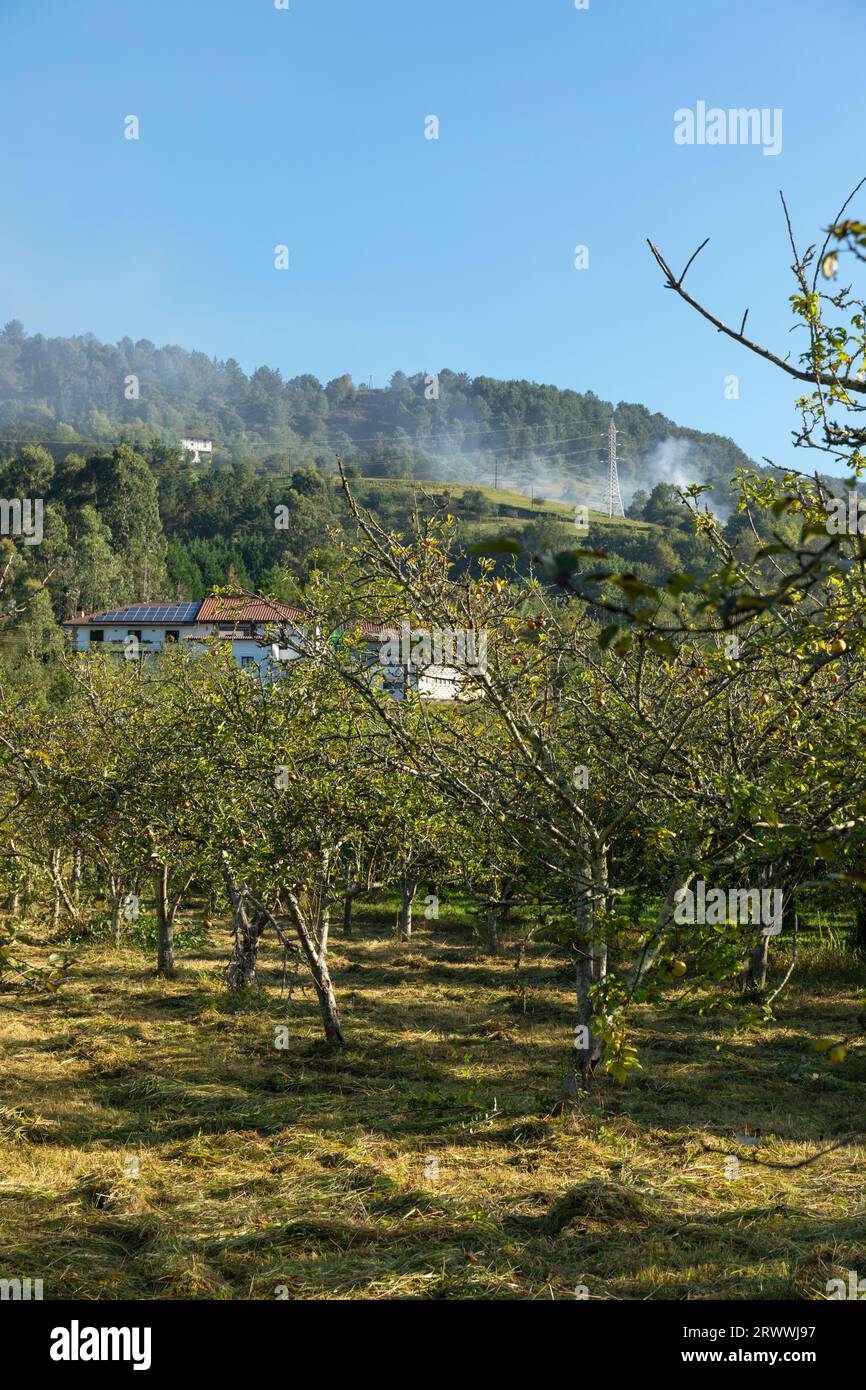 Europa, Spagna, Paesi Baschi, Usurbil, un frutteto per la coltivazione di mele da utilizzare a Sagardotegi (tradizionali case di sidro) Foto Stock