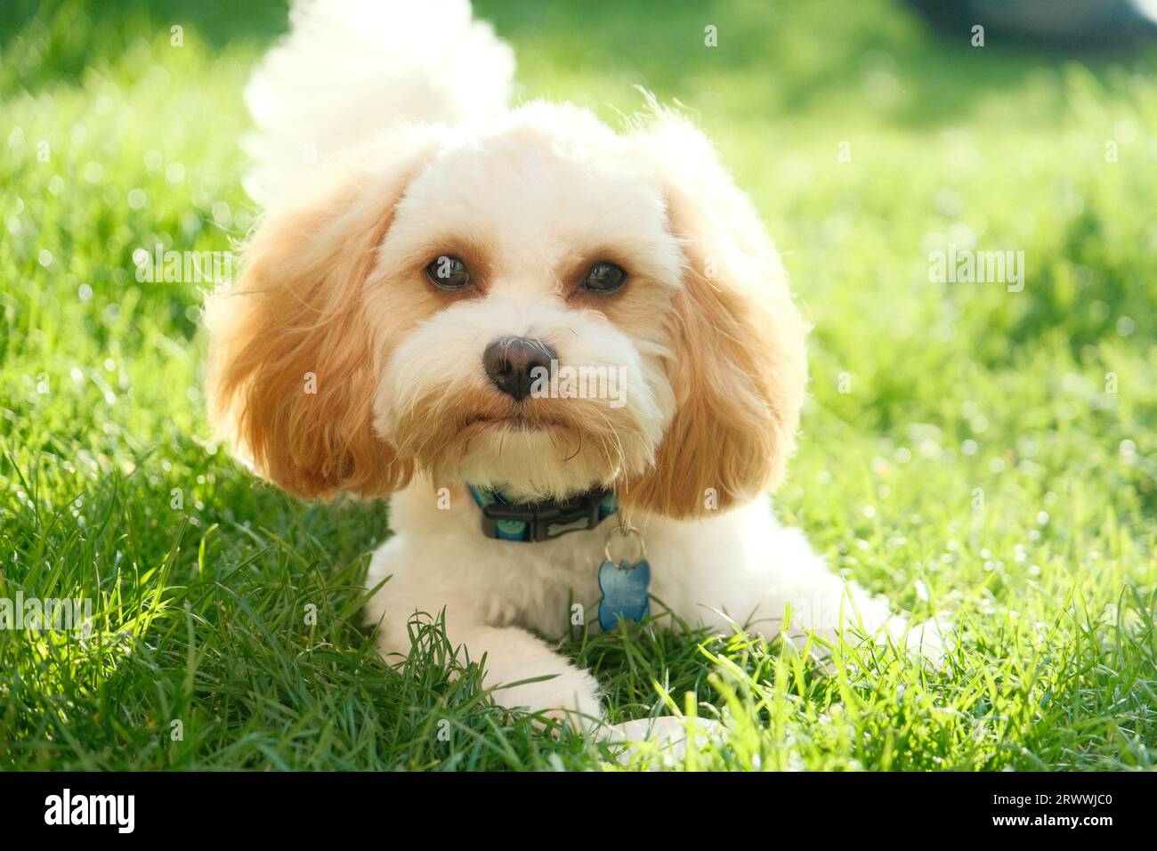 Happy Dog che ti guarda mentito in erba Foto Stock